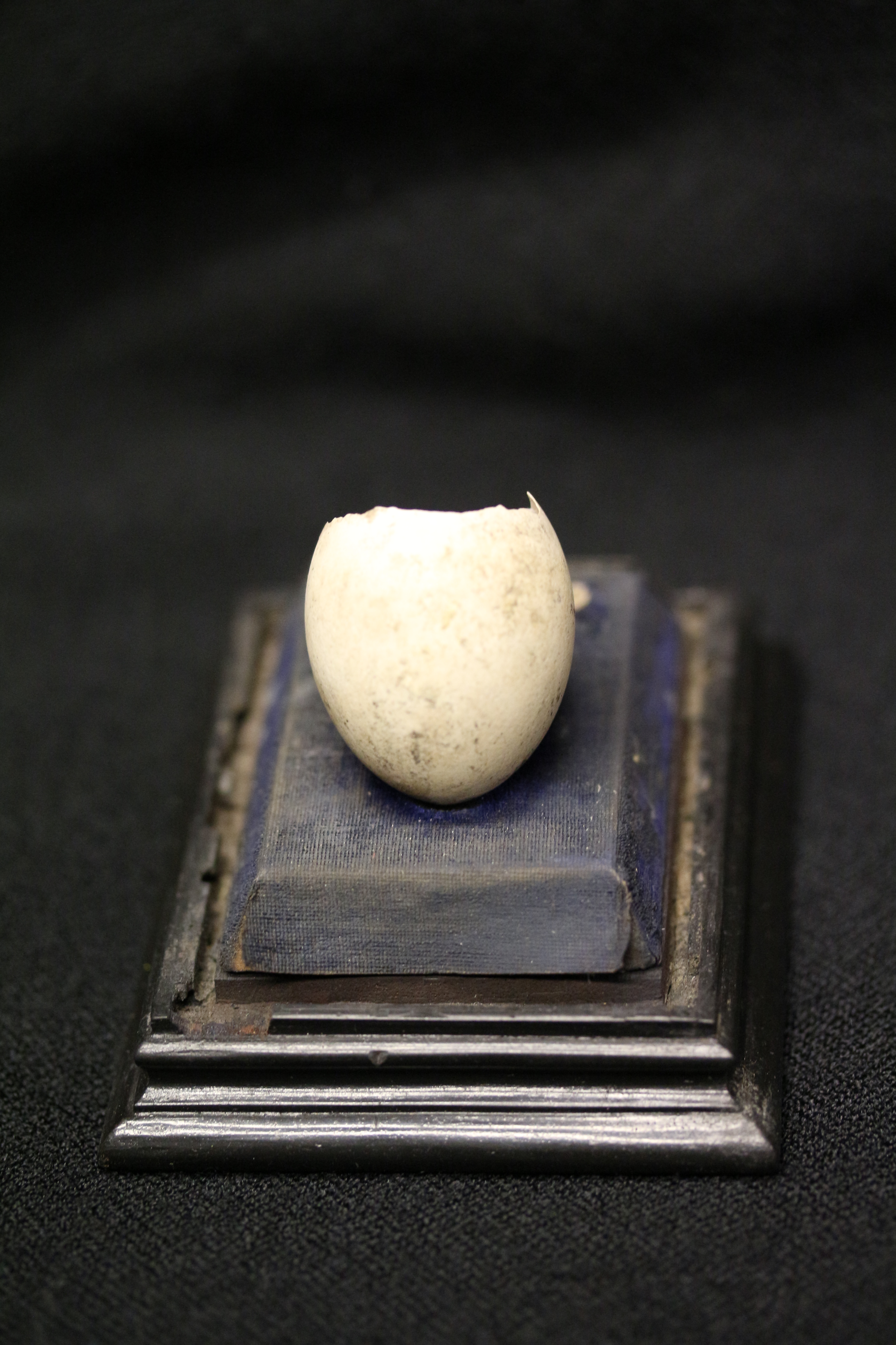 Teals Egg